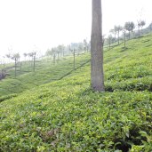 Singara tea estates