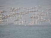 Sea gulls at Vagator
